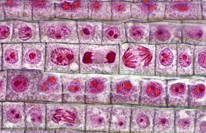 Observation of mitosis in a plant cell