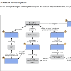 Phosphorylation oxidative map concept respiration cellular bil nt workshop steps