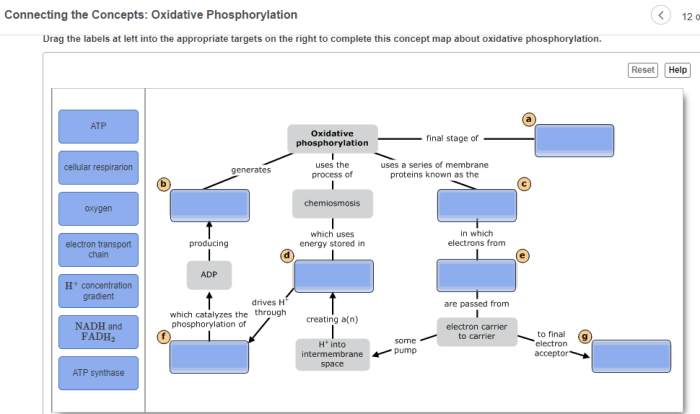 Phosphorylation oxidative map concept respiration cellular bil nt workshop steps