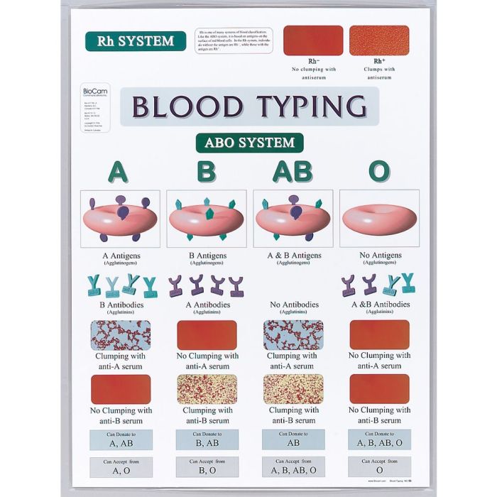 Blood typing kits simulated type innovating science abo rh