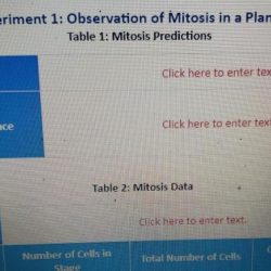 Observation of mitosis in a plant cell