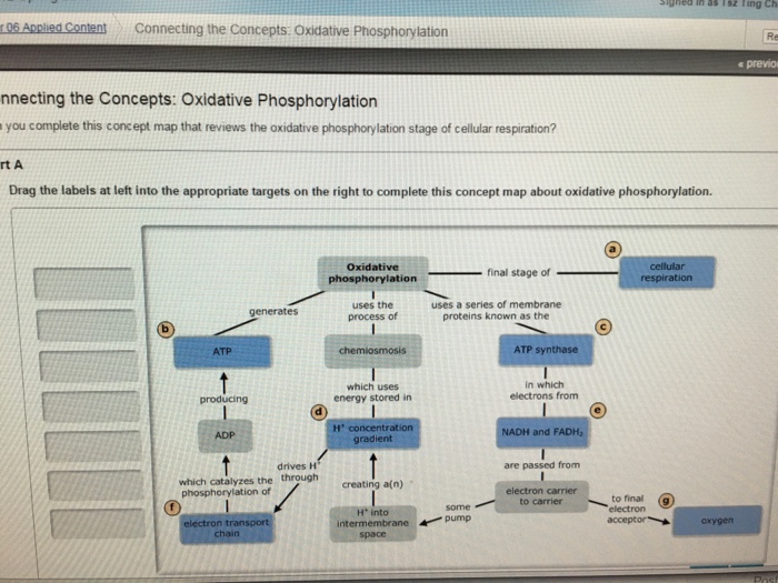 Concept map about oxidative phosphorylation