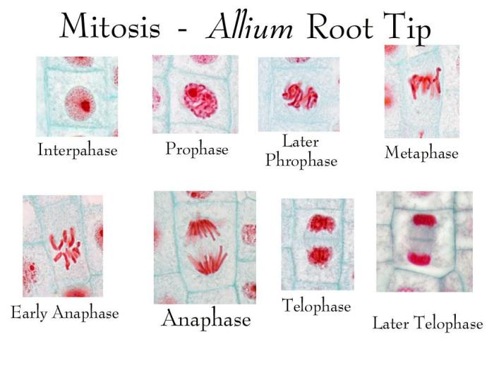 Cells mitosis root onion tip microscope plant anaphase istock nuclei three stock glossary premium terms freeimages getty