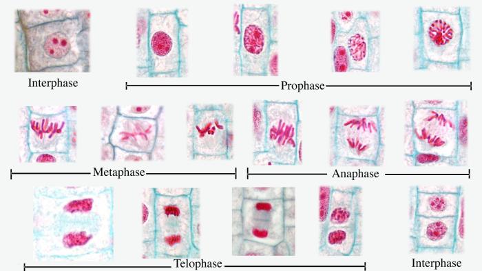 Mitosis onion root tips lab meiosis biology