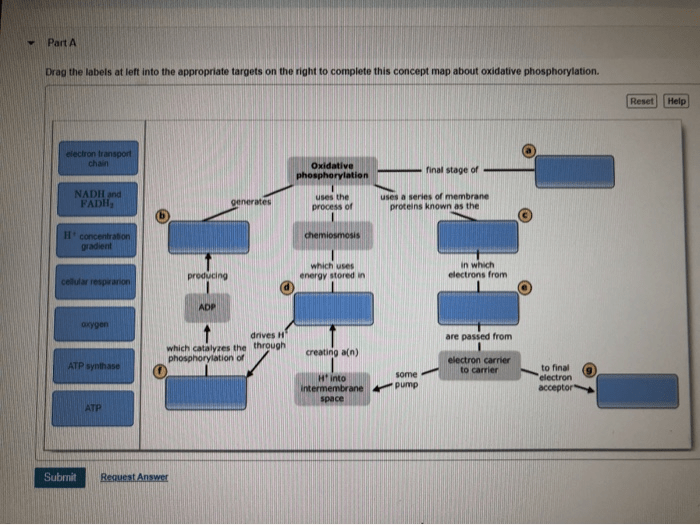 Concept map about oxidative phosphorylation