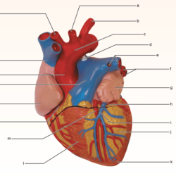 Exercise 30 anatomy of the heart review sheet answers