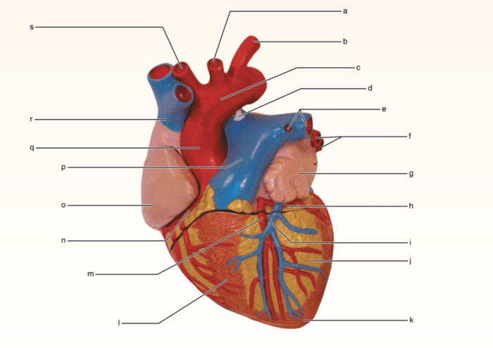 Exercise 30 anatomy of the heart review sheet answers