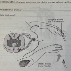 Correctly identify the sensory afferent neuron