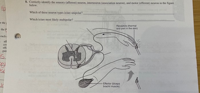 Correctly identify the sensory afferent neuron