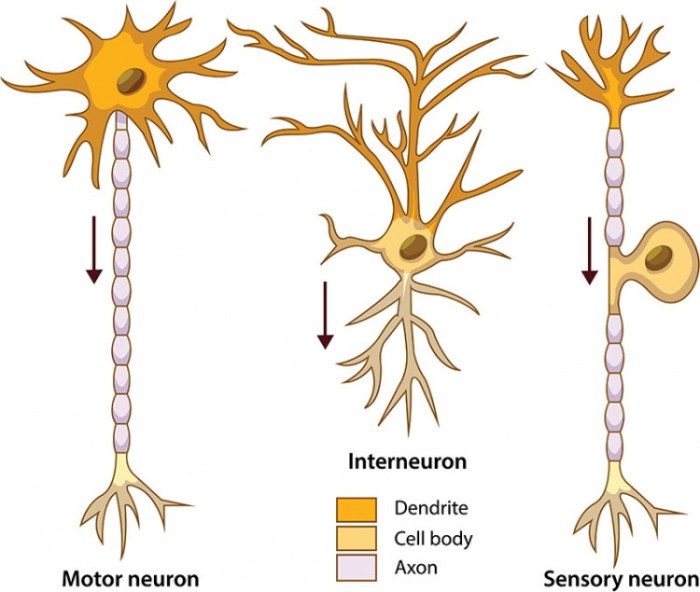 System nervous neuron overview cell structure dendrites its body end