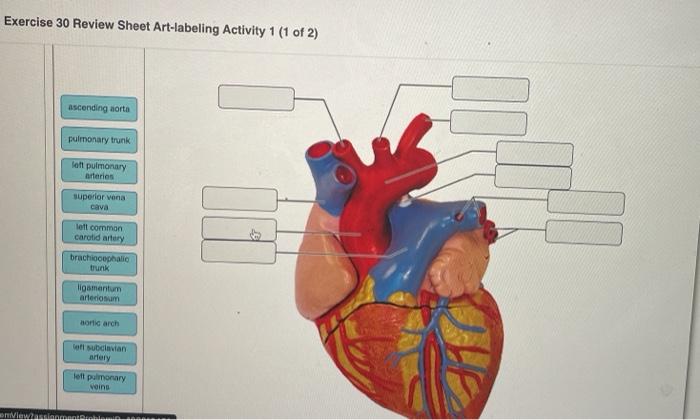 Exercise 30 anatomy of the heart review sheet answers