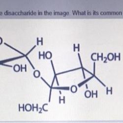 Sucrose disaccharides glucose disaccharide fructose dare use lactose carbohydrates word carbon formula two chemical sugar molecule condensation 2010 sugars monosaccharides