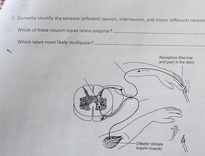 Correctly identify the sensory afferent neuron