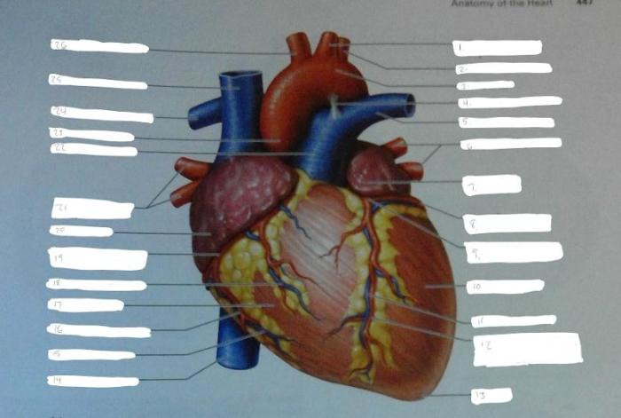 Exercise 30 anatomy of the heart review sheet answers