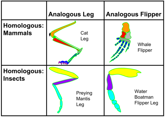 Homologous structures and analogous structures webquest answer key