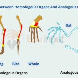 Homologous structures and analogous structures webquest answer key