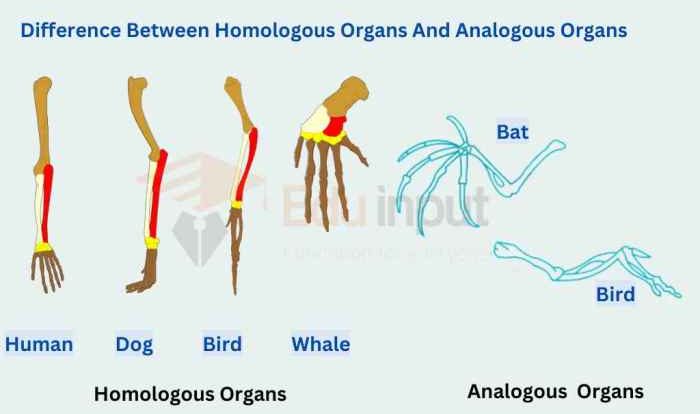 Homologous structures and analogous structures webquest answer key