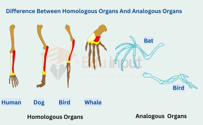 Homologous structures and analogous structures webquest answer key