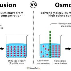 Ap biology laboratory 1 diffusion and osmosis