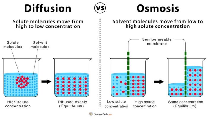 Ap biology laboratory 1 diffusion and osmosis