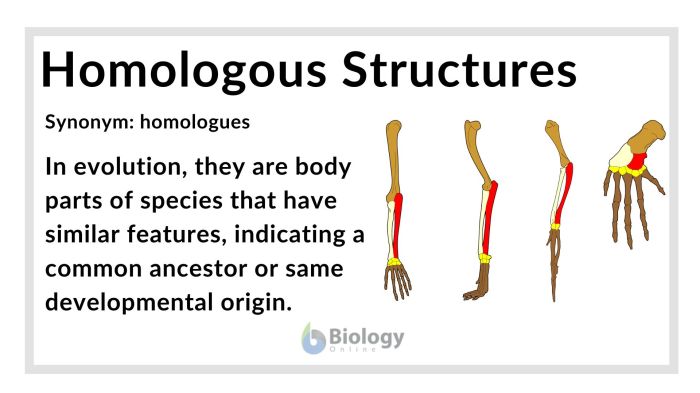 Homologous structures and analogous structures webquest answer key