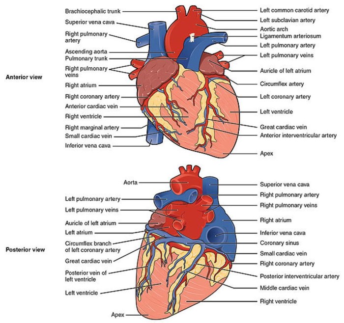 Exercise 30 anatomy of the heart review sheet answers